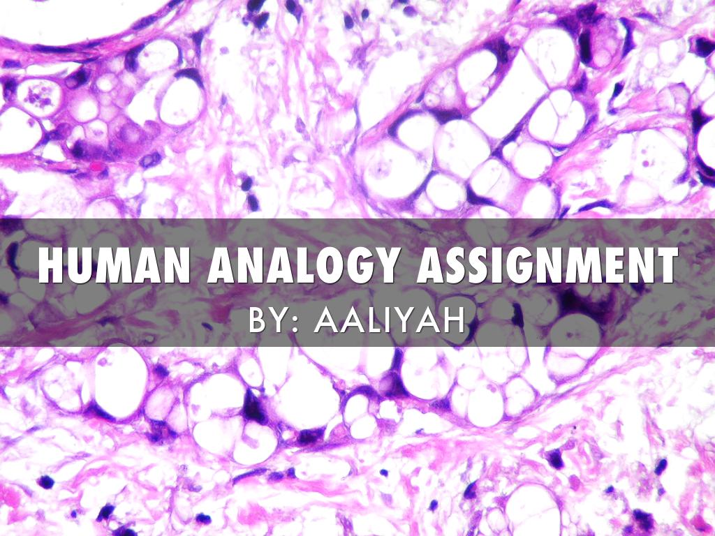 Human Analogy Project