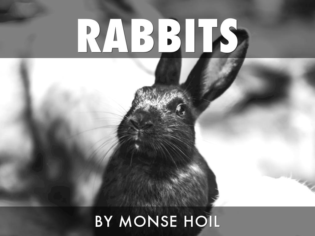 Rabbits 