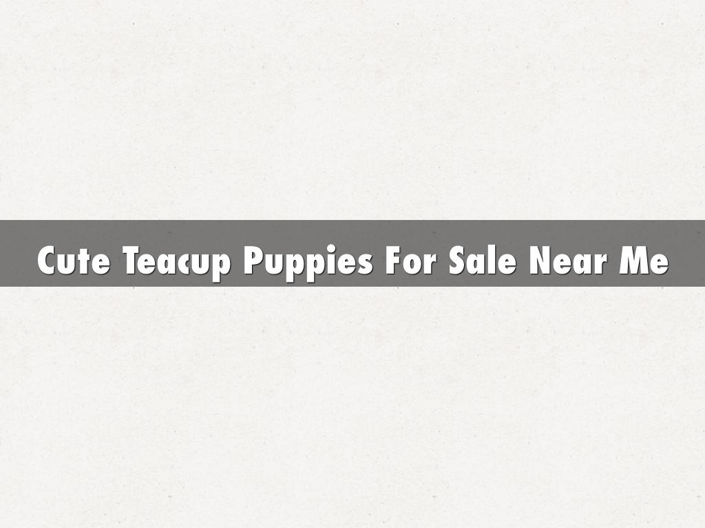Cute Teacup Puppies For Sale Near Me