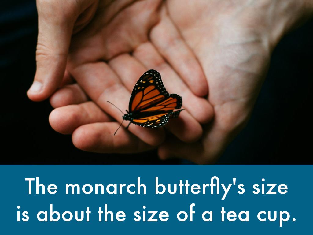 Monarch Butterfly by Karen Glavin