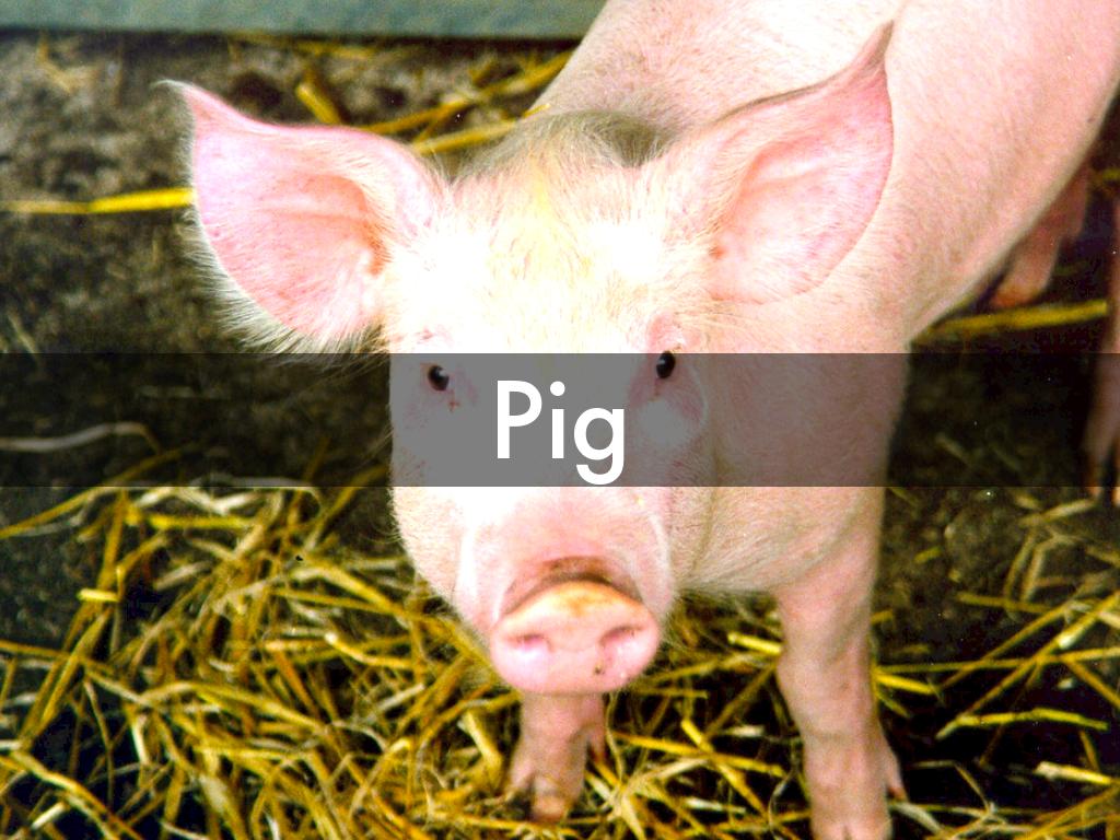 Pigs