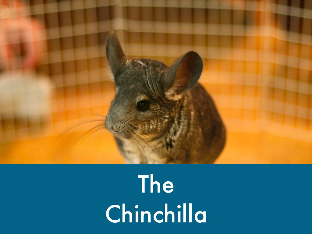 Chinchillas 