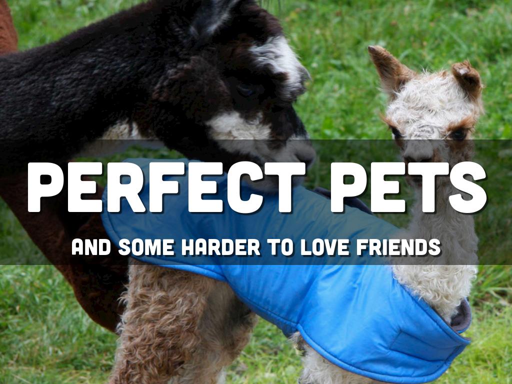 Perfect Pets