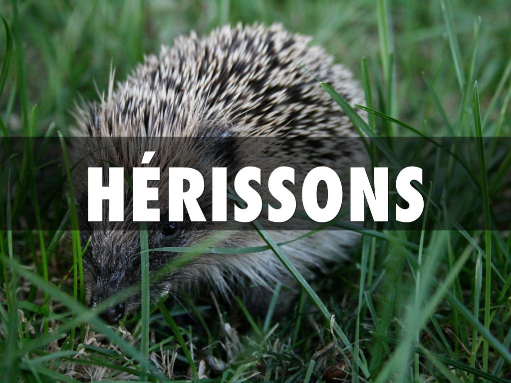 Hedgehogs 