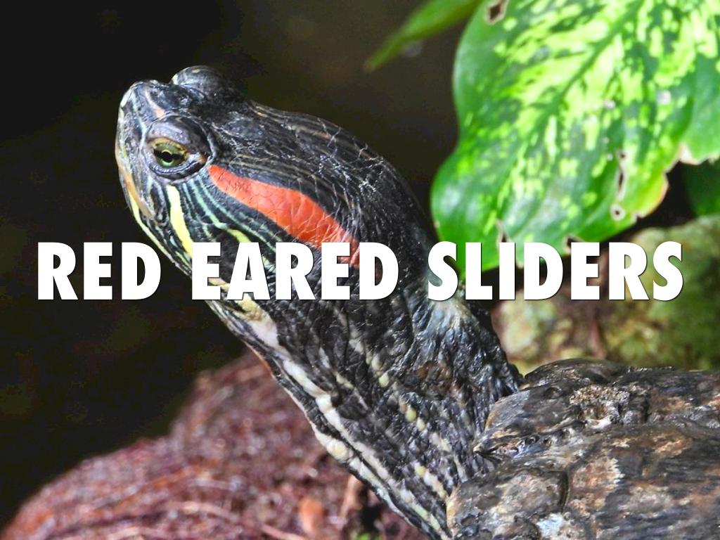 Red Eared Sliders