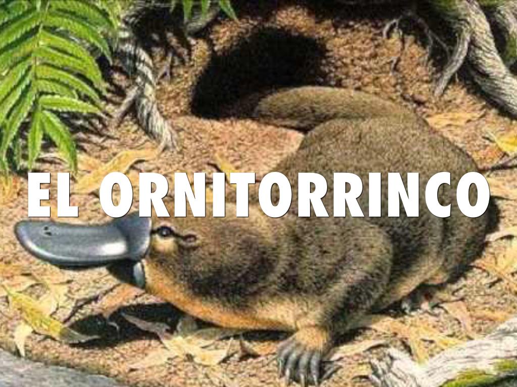 EL ORNITORRINCO 