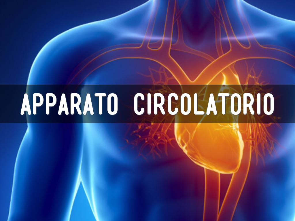  Apparato Circolatorio  
