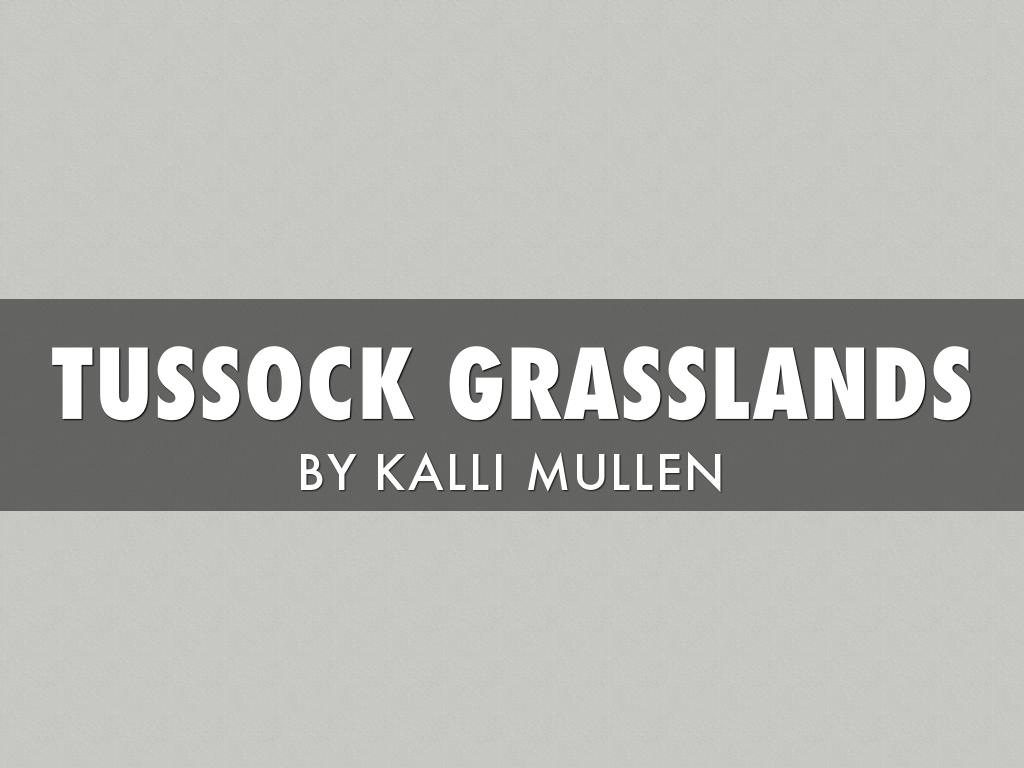 Animal Adaptation Project