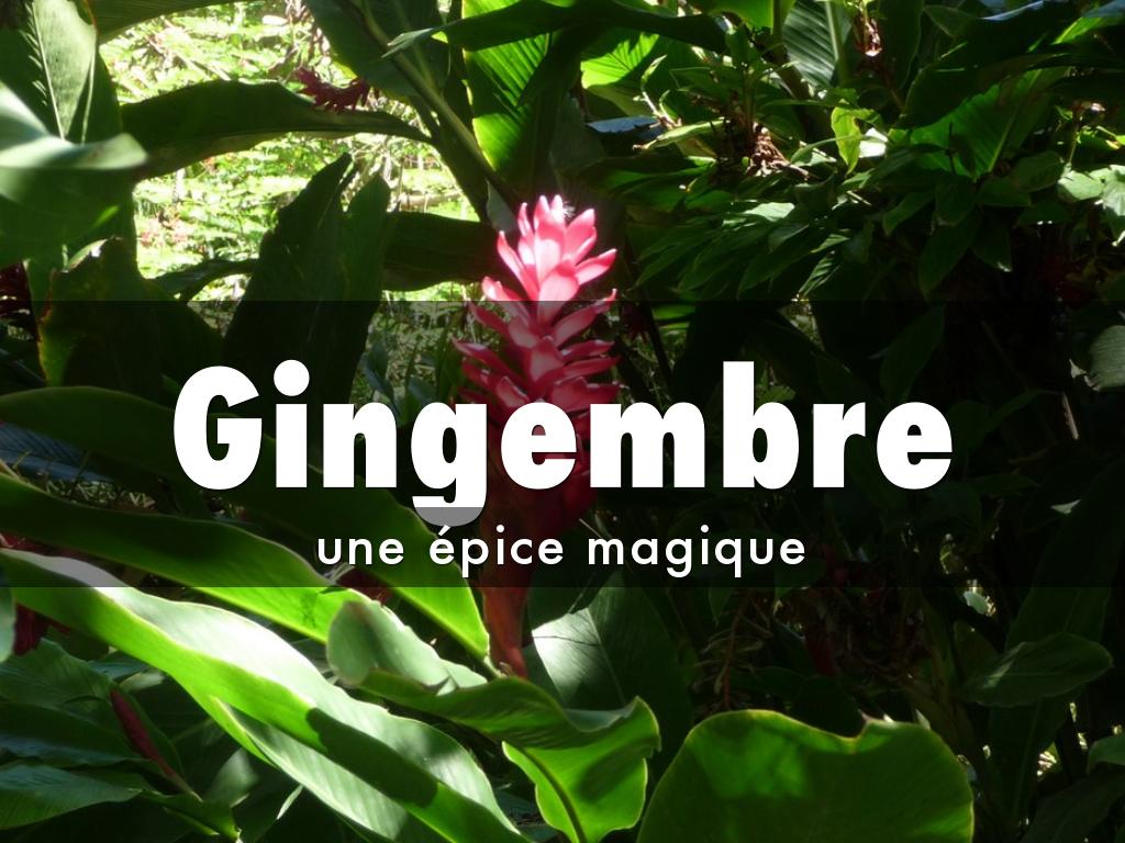 Gingembre