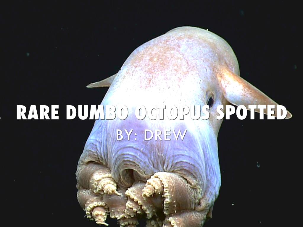 Rare Octopus Found