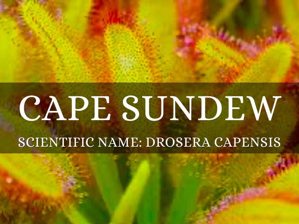 Cape Sundew