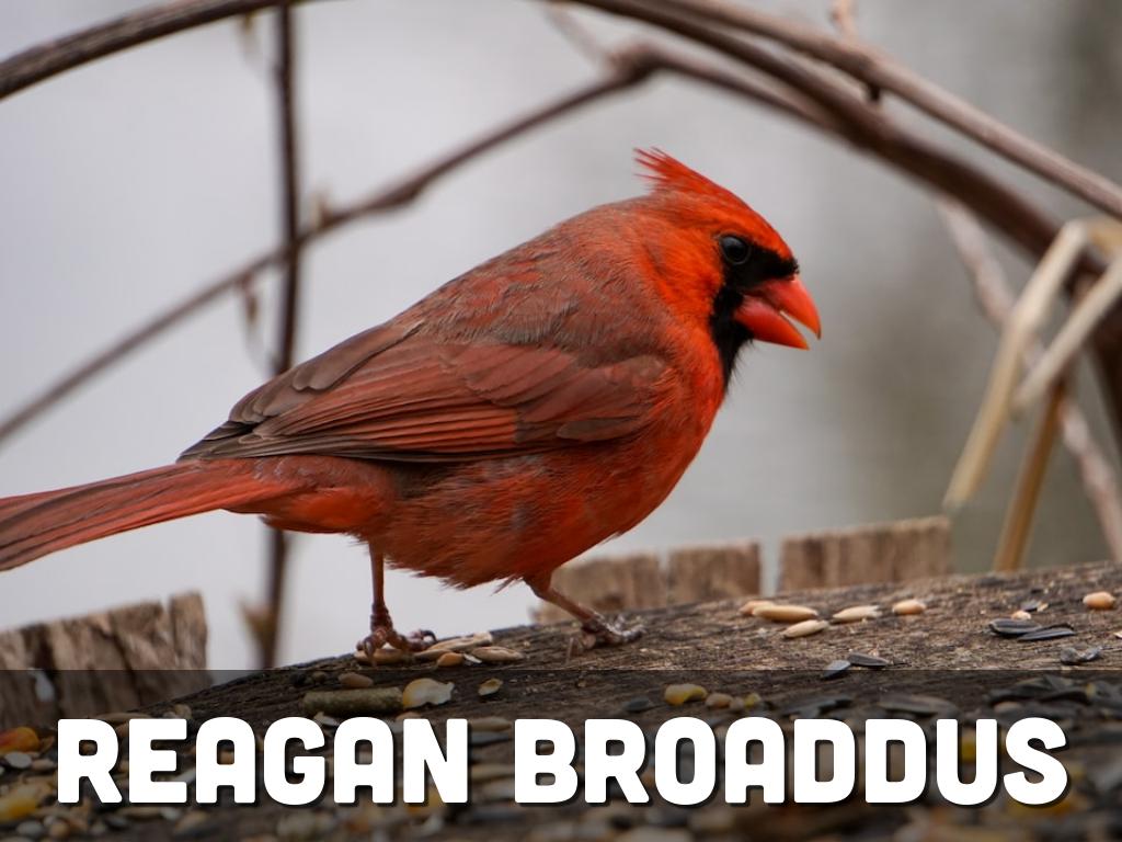 Visual Literacy Challenge - Reagan Broaddus 