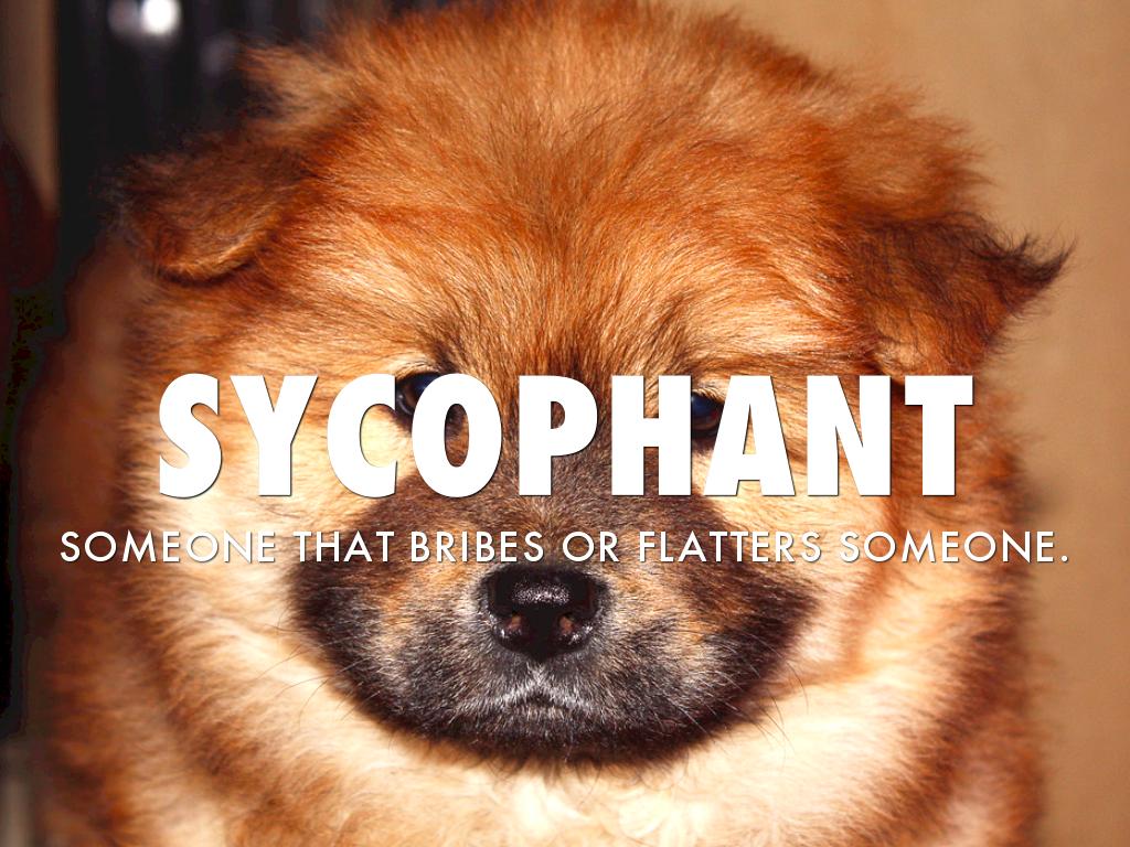 Sycophant