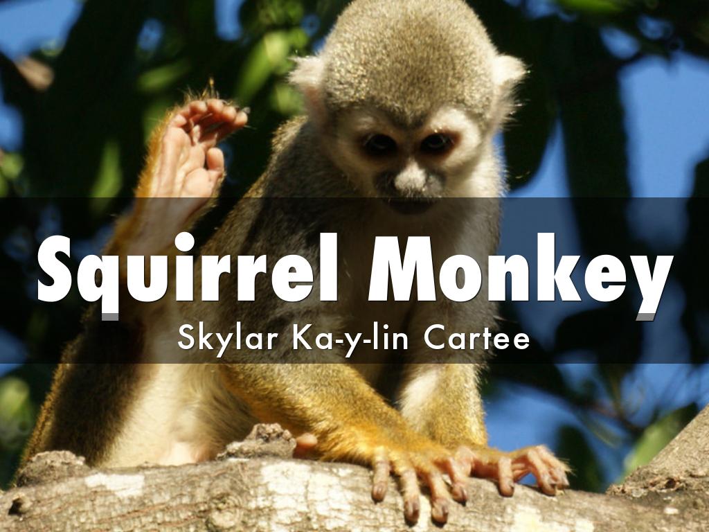 squirrel monkey