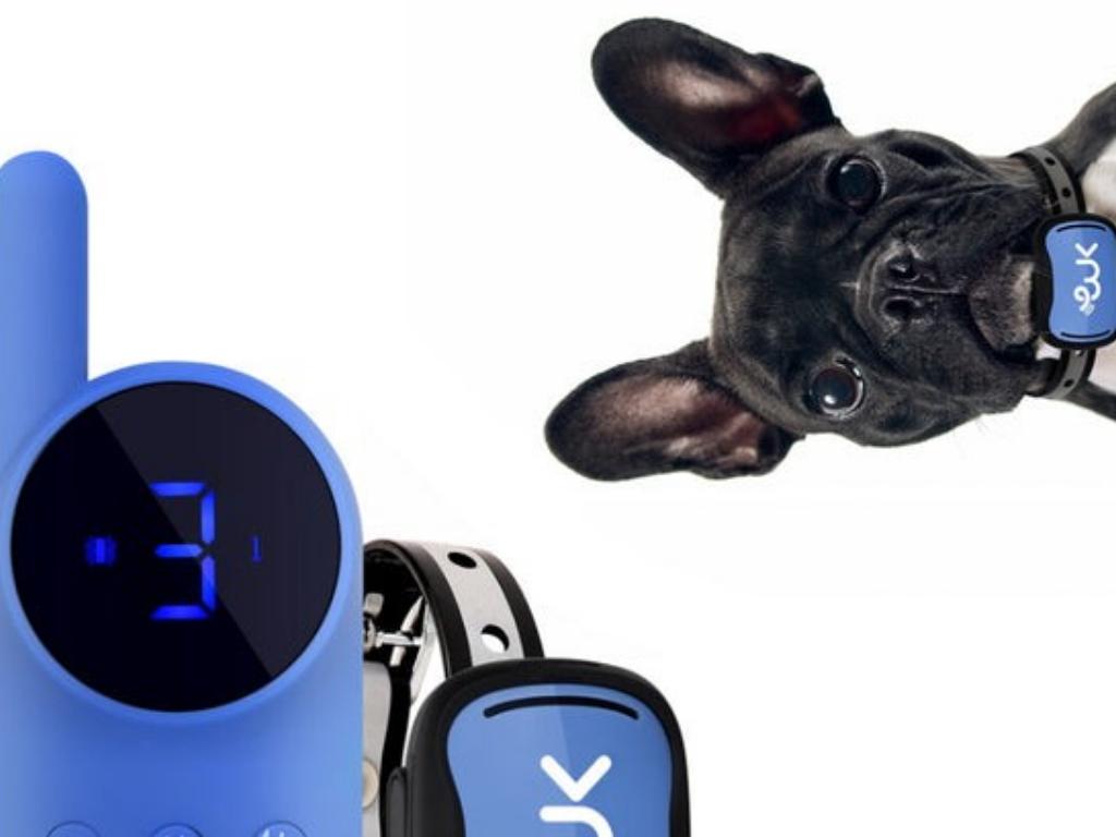Effective Training Collar Solutions for Small Dogs