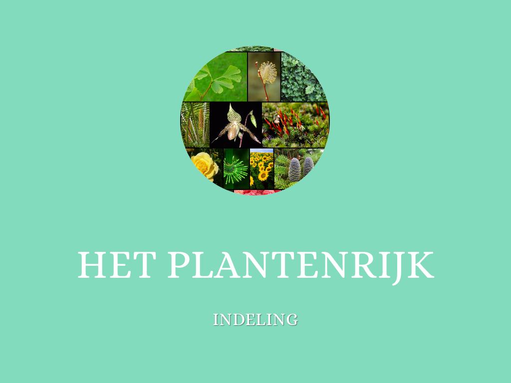 Het plantenrijk