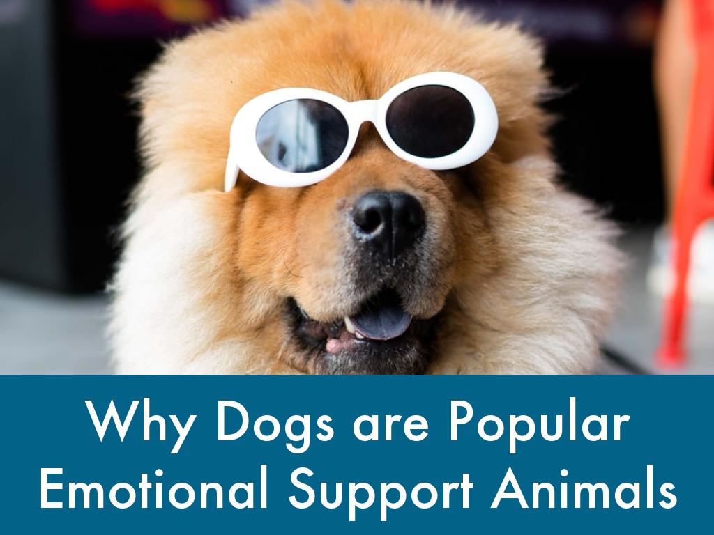 Why Dogs are Popular Emotional Support Animals by