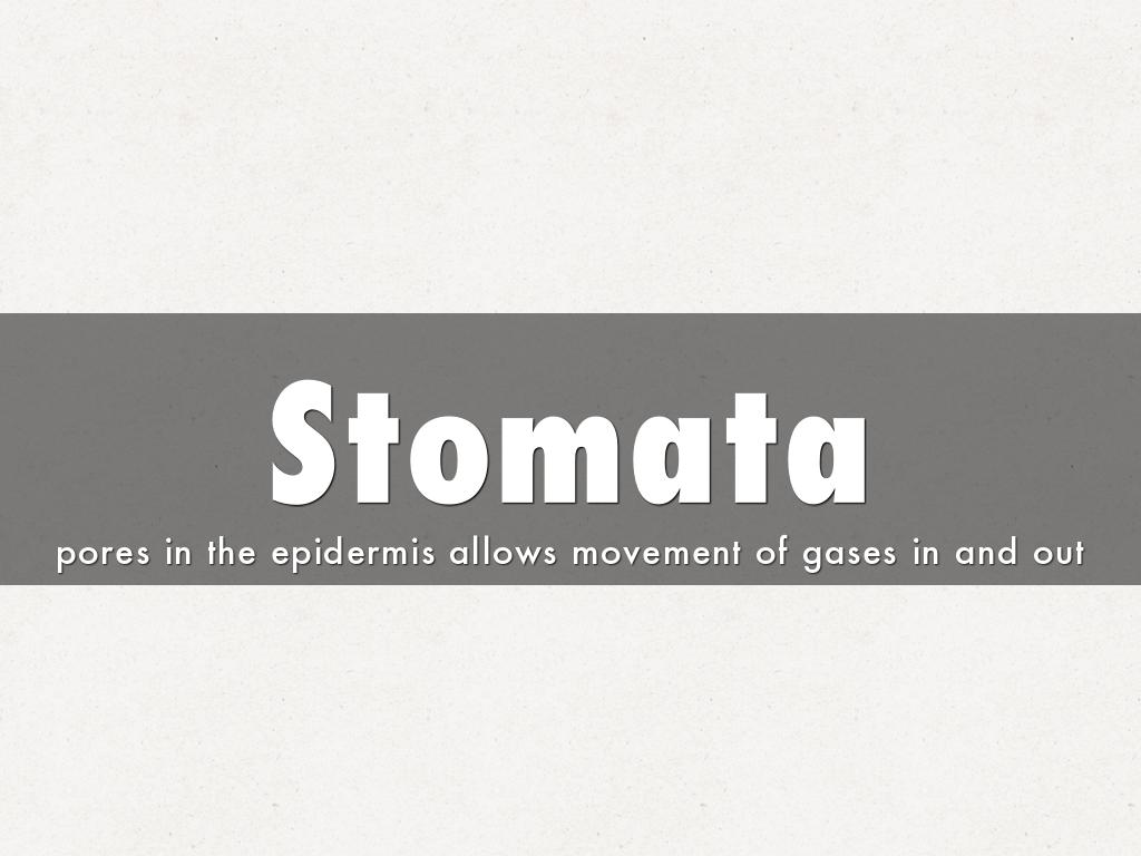 Stomata