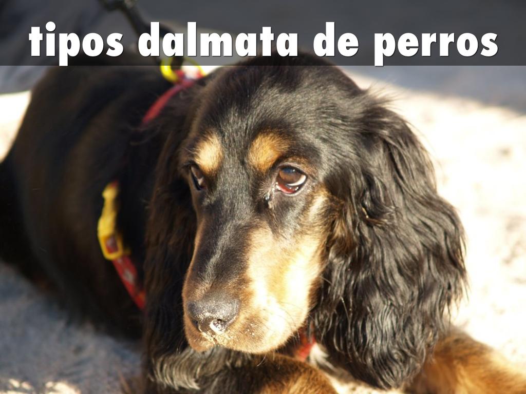 tipos dalmata de perros