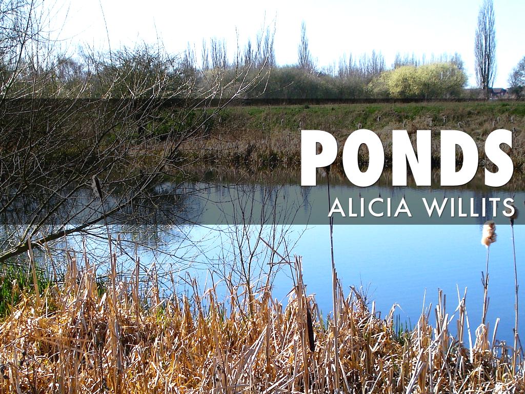 Pond