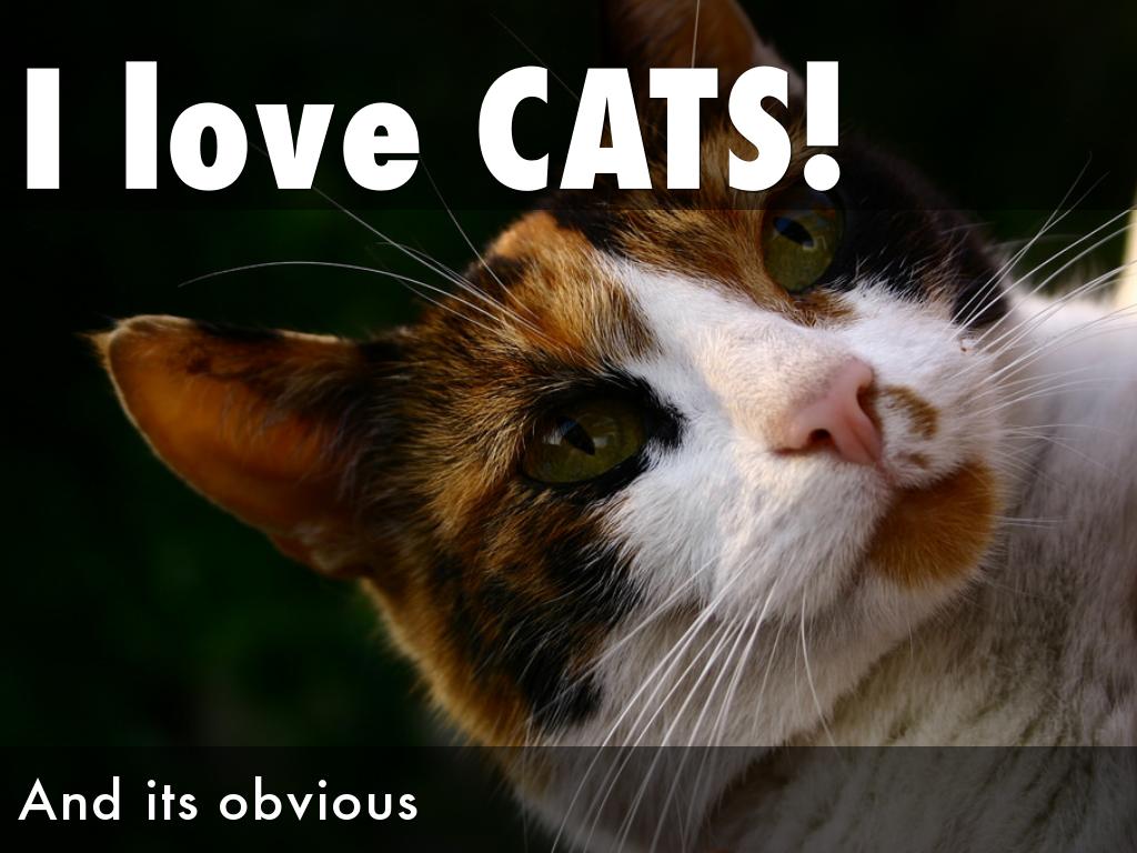 I love CATS!