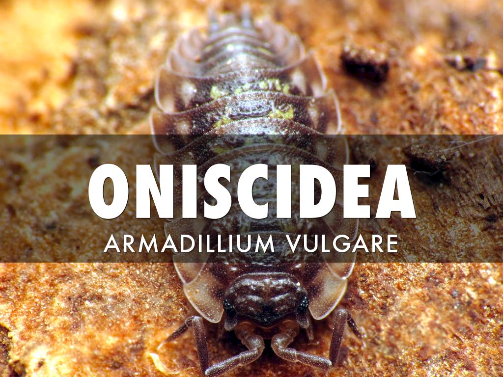 Oniscidea 