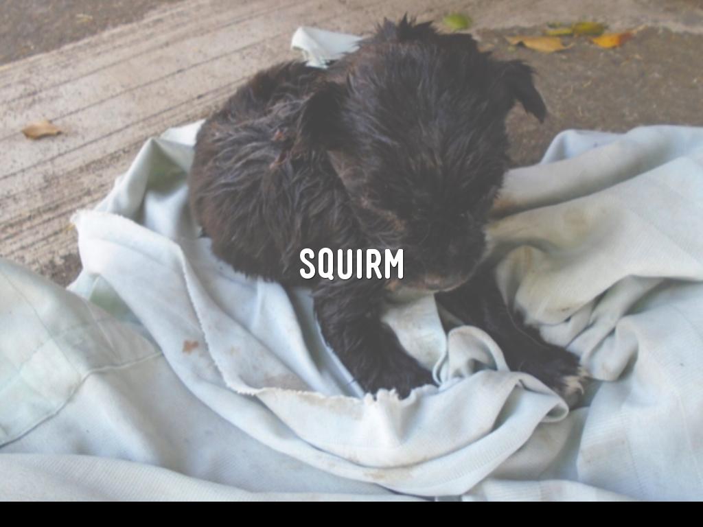 Spelling Choice Activity Week 21