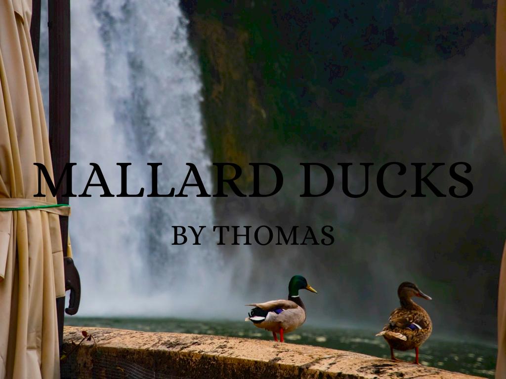 Mallard Ducks