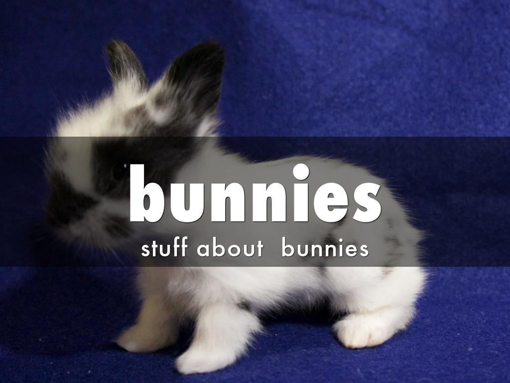 bunnies
