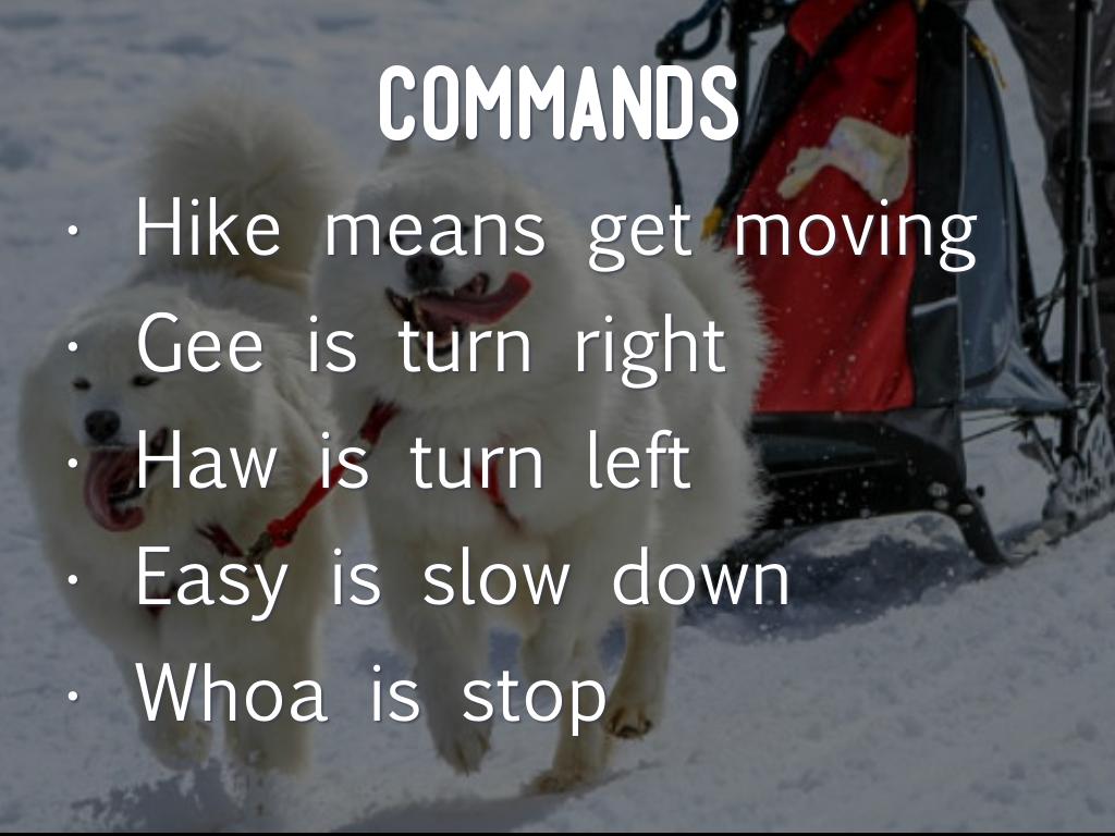 Sled Dogs by Brendan Ballon