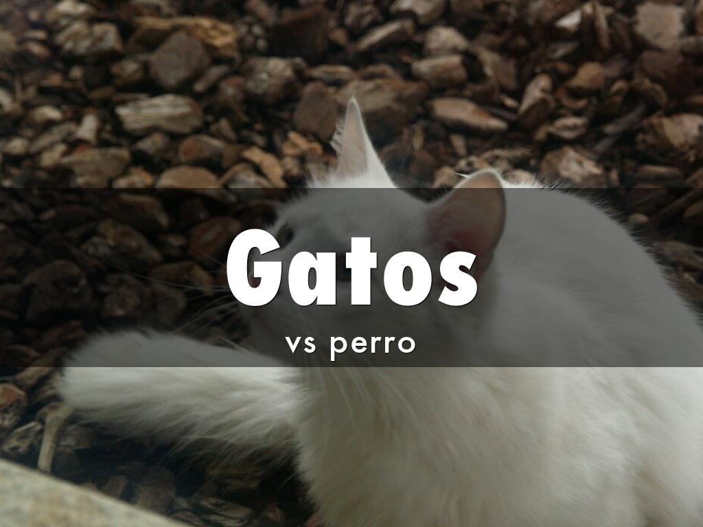 Gatos