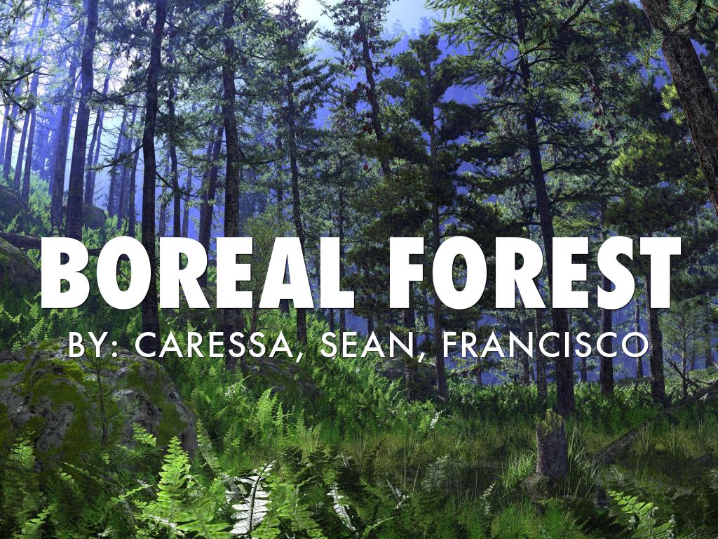 The Boreal Forest