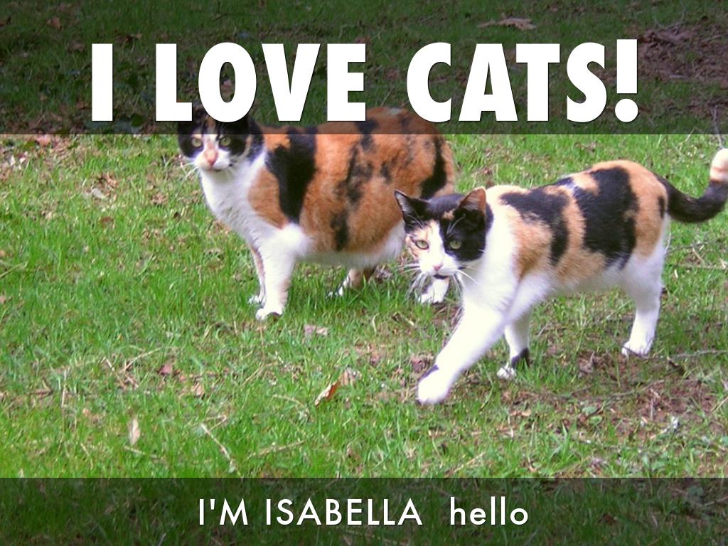 i love cats!