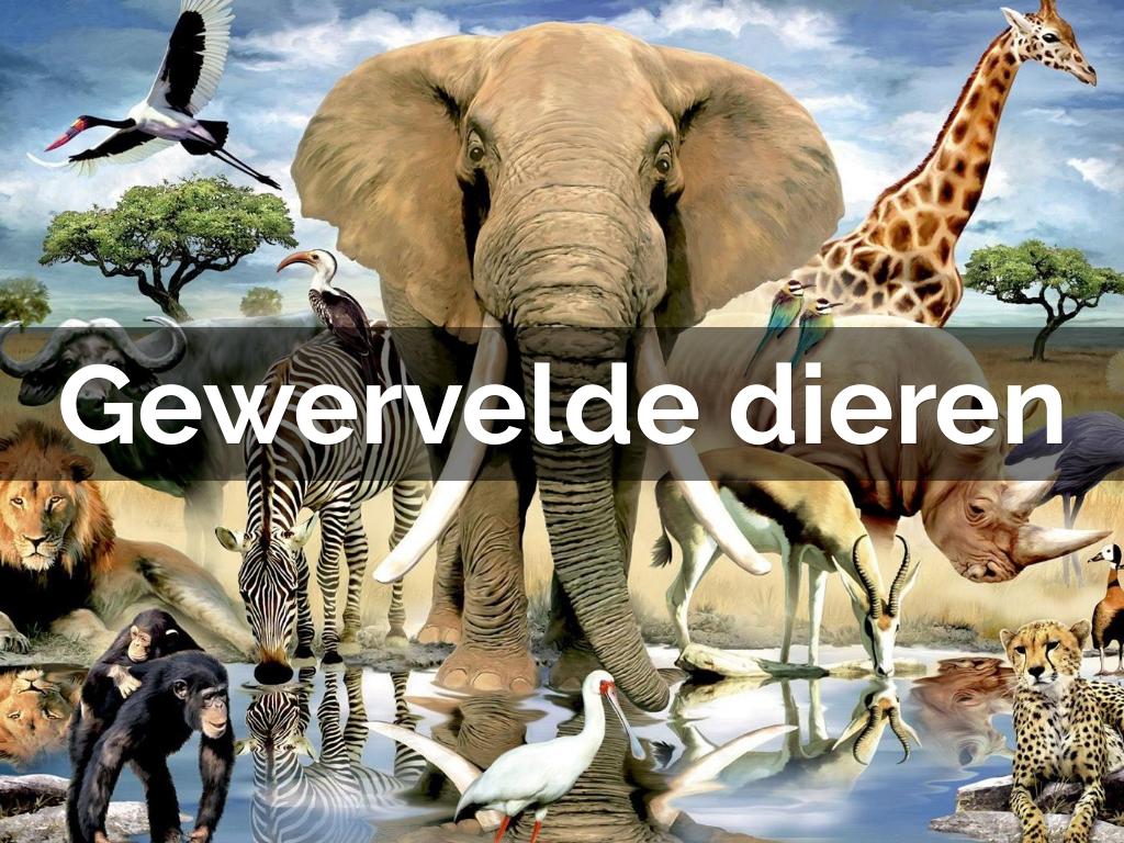 Gewervelde dieren (NL)