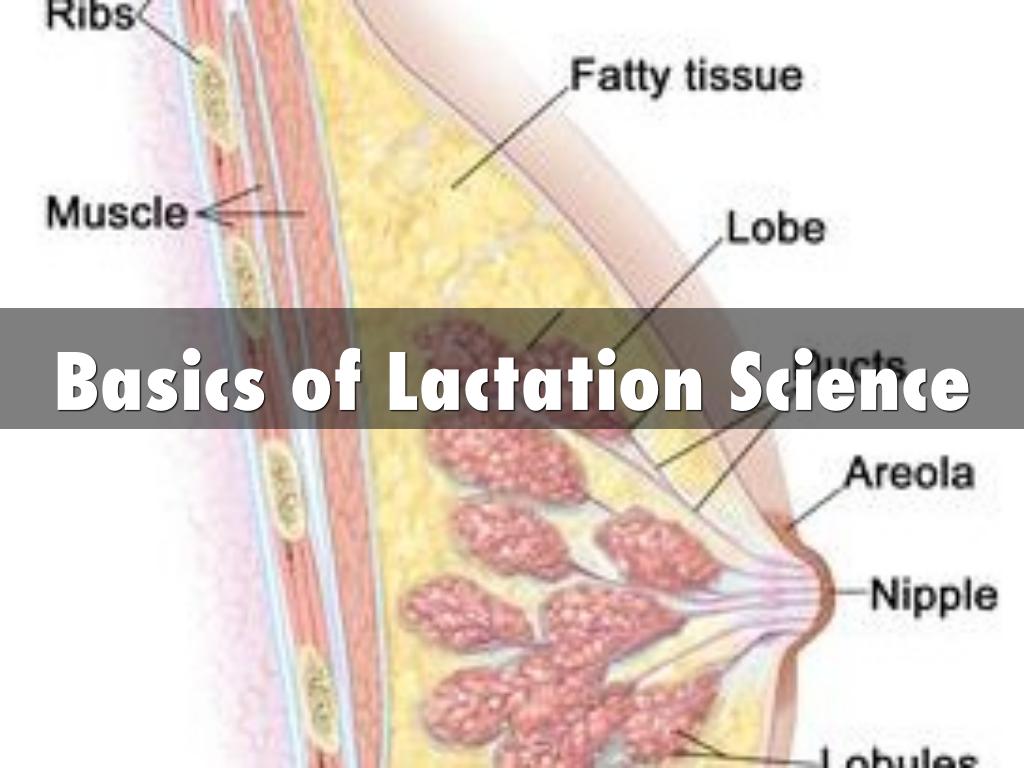 Module 2- Basics of Lactation Science 