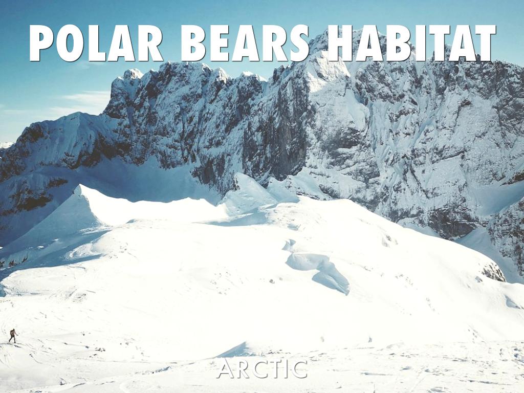 Polar Bears Habitats