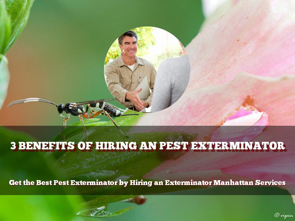 3 Benefits of Hiring an Pest Exterminator