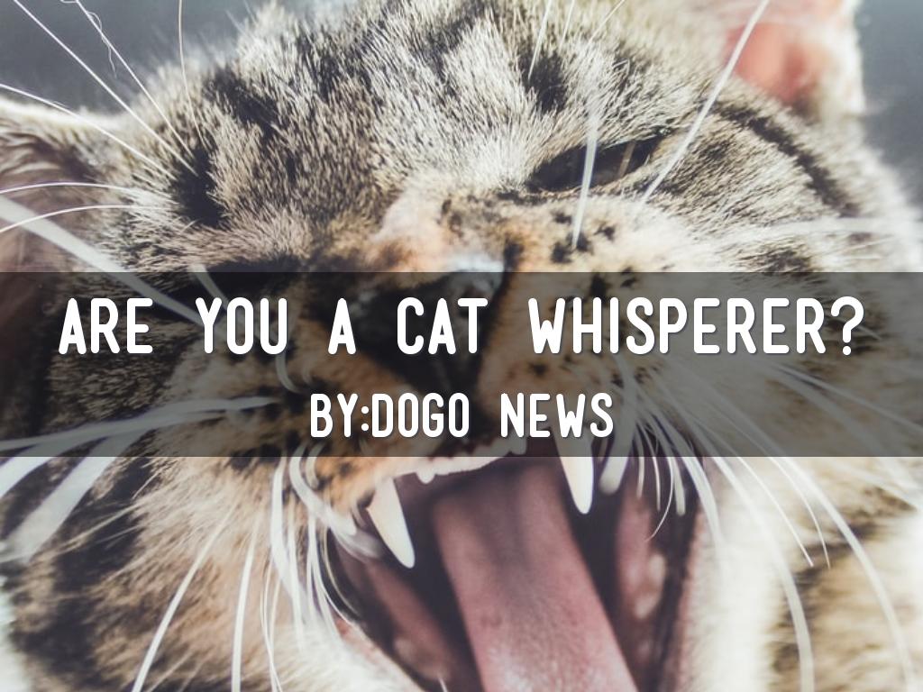 Are You A Cat Whisperer?