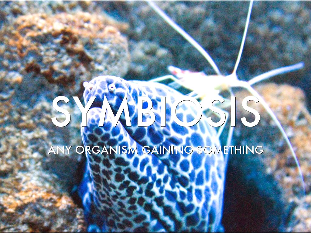Symbiosis 