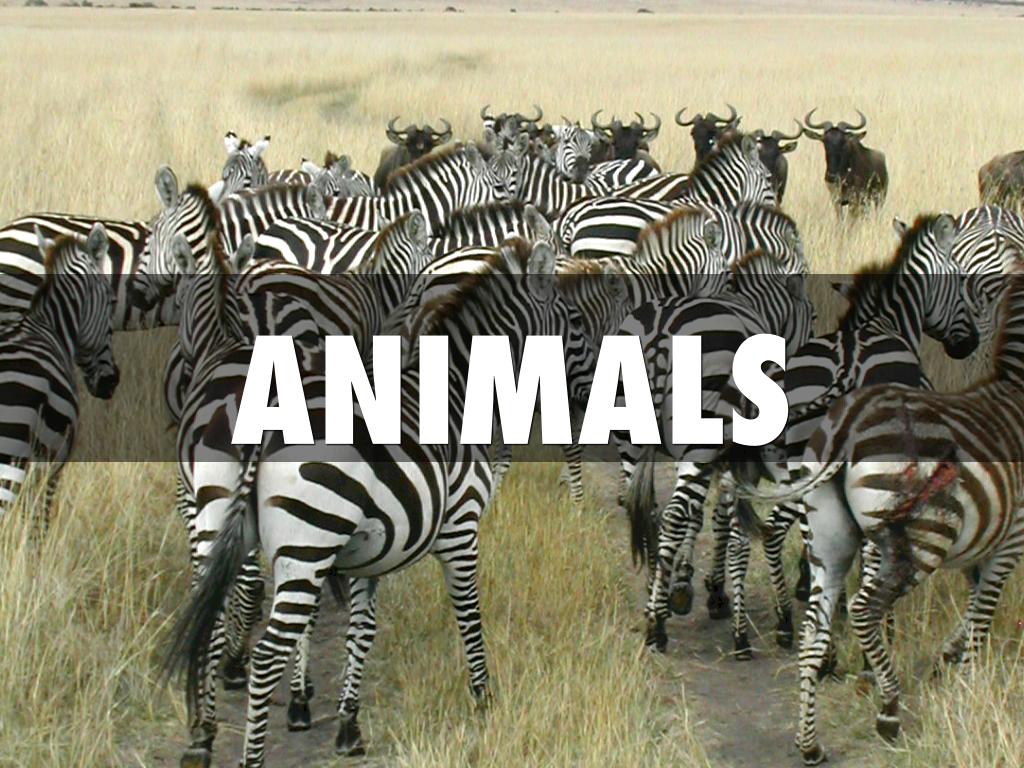 Animals