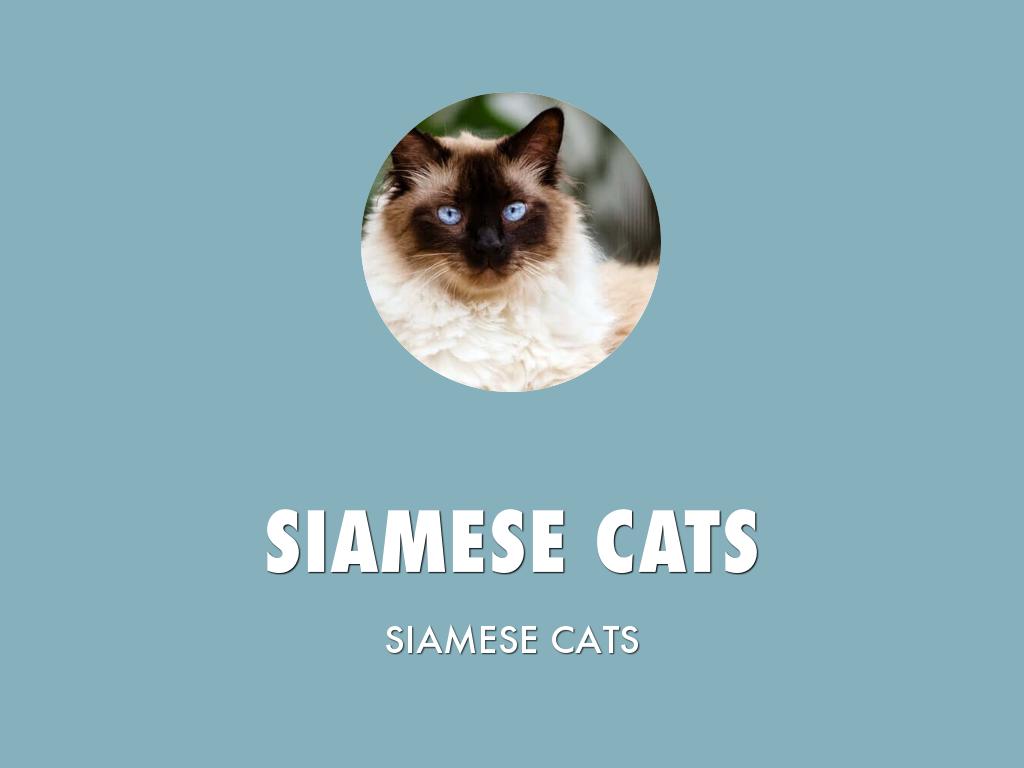 Siamese Cats