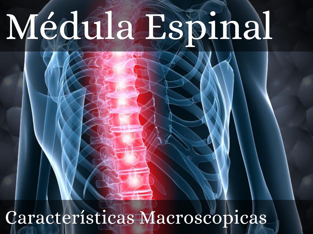 Médula Espinal 