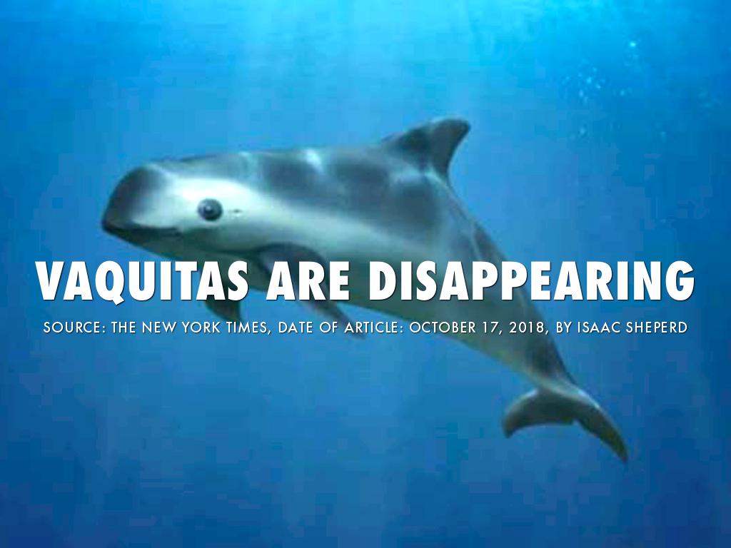 Vaquitas Are Disappearing
