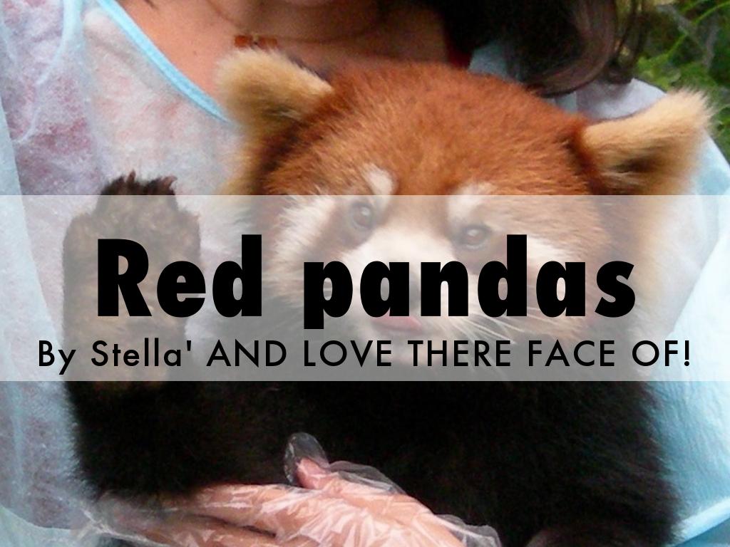 Red pandas