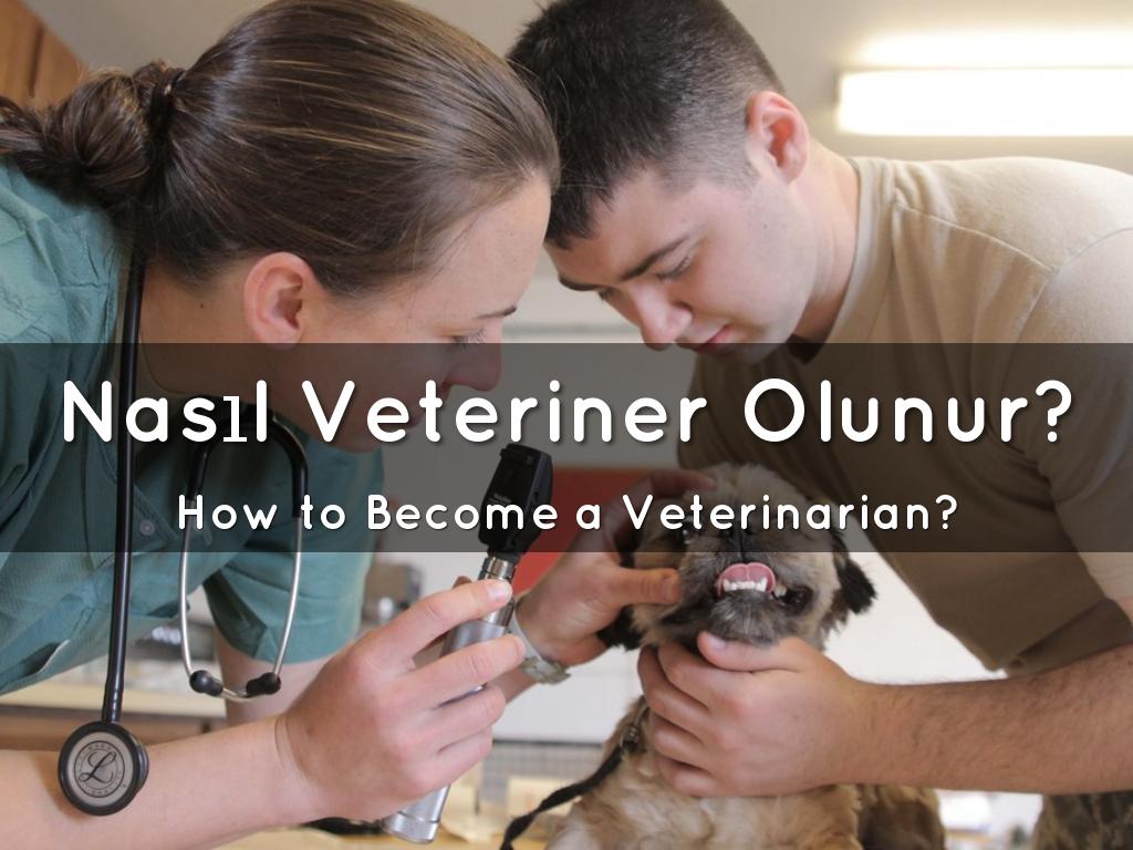 <font style="vertical-align: inherit;"><font style="vertical-align: inherit;">Nasıl Veteriner Olunur</font></font>