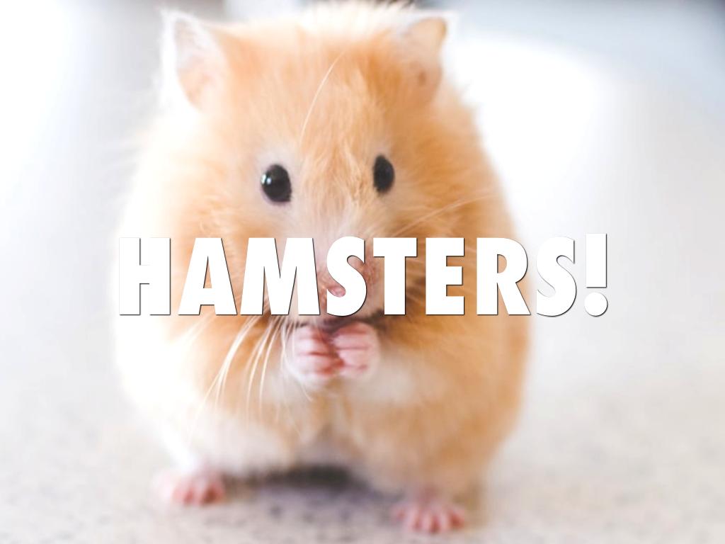 Hamsters or Guinea Pigs