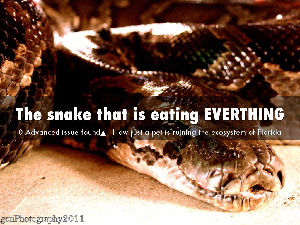 The snake that is eating EVERTHING