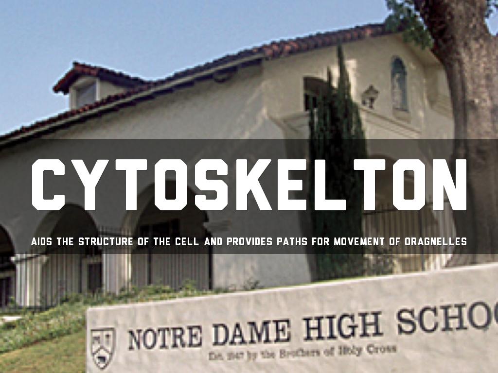 The Structure of a Cell by Saleh Shuraim and Erik Hoelti