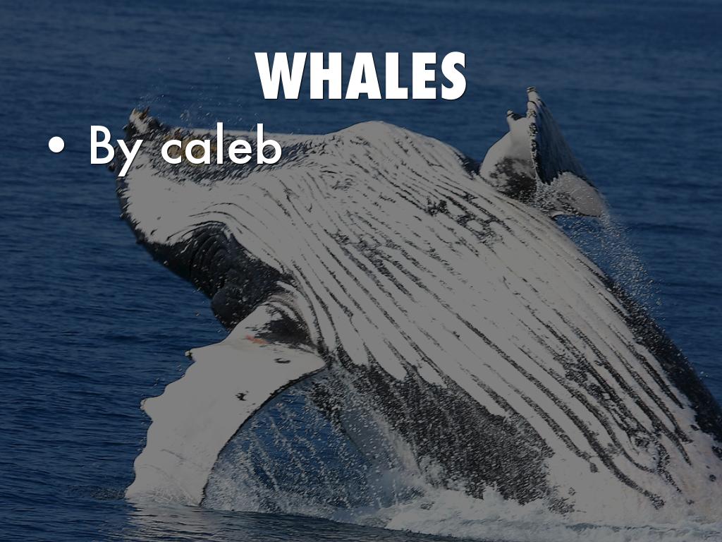 Whales