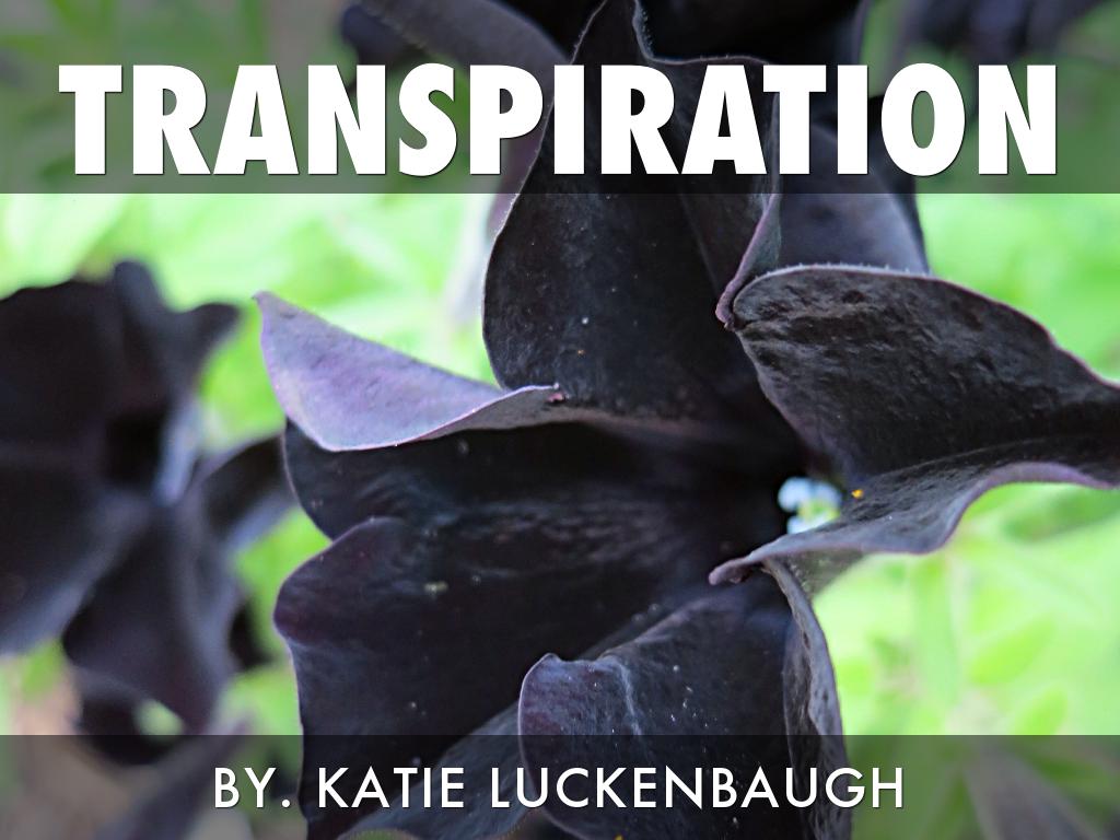 Transpiration 